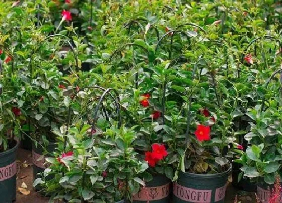 植物常识问题|飘香藤如何养护开花一波接一波