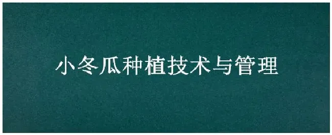 小冬瓜种植技术与管理 | 生活常识