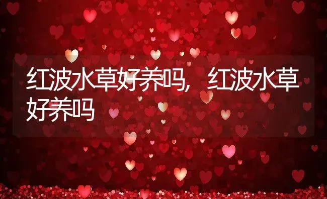 红波水草好养吗,红波水草好养吗 | 养殖常见问题