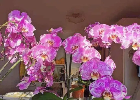 植物常识问题|蝴蝶兰如何养护长小侧芽