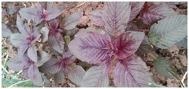 紫苏是木本植物吗 | 农业问题