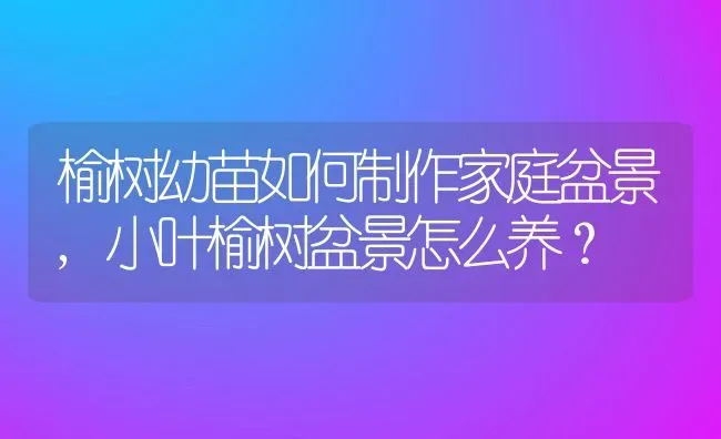 榆树幼苗如何制作家庭盆景,小叶榆树盆景怎么养？ | 养殖常见问题