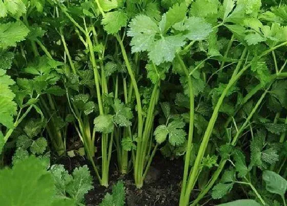 植物常识问题|芹菜露天的什么时候种植最好 种植时间和技术