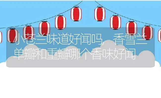 小苍兰味道好闻吗,香雪兰单瓣和重瓣哪个香味好闻 | 养殖常见问题