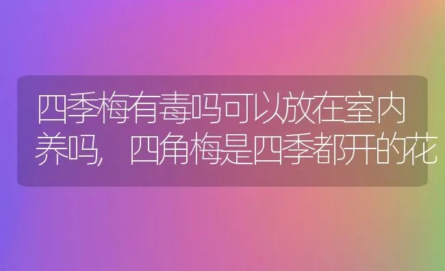 四季梅有毒吗可以放在室内养吗,四角梅是四季都开的花 | 养殖常见问题