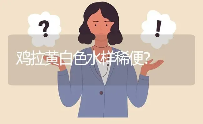 鸡拉黄白色水样稀便? | 养殖问题解答