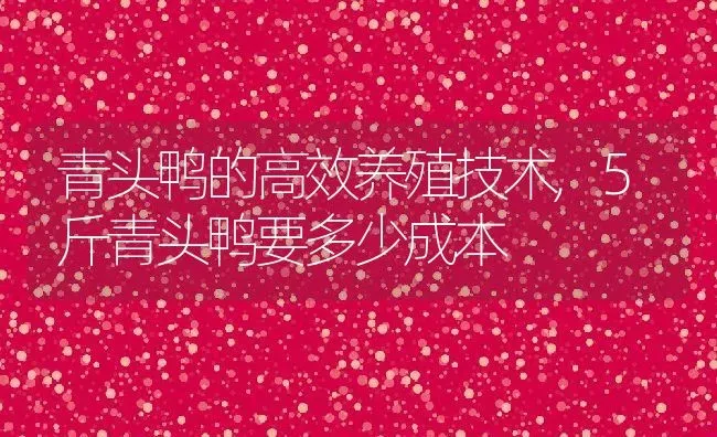 青头鸭的高效养殖技术,5斤青头鸭要多少成本 | 养殖常见问题
