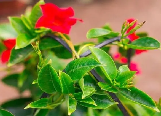 植物常识问题|飘香藤如何养护开花一波接一波