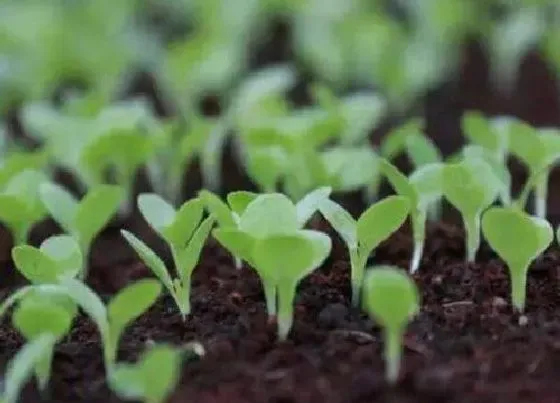 植物常识问题|植物分类有哪几大类 常见的植物可以分为哪几种类型