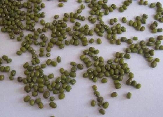 植物常识问题|如何用绿豆养护君子兰年年开花
