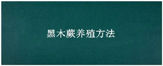 黑木蕨养殖方法 | 三农答疑