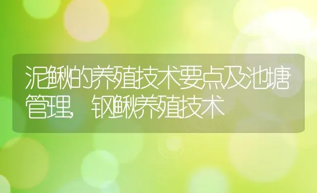 泥鳅的养殖技术要点及池塘管理,钢鳅养殖技术 | 养殖常见问题