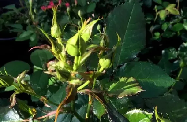 植物常识问题|月季花苞一直不开花怎么回事（打了花苞却开不出来花原因）