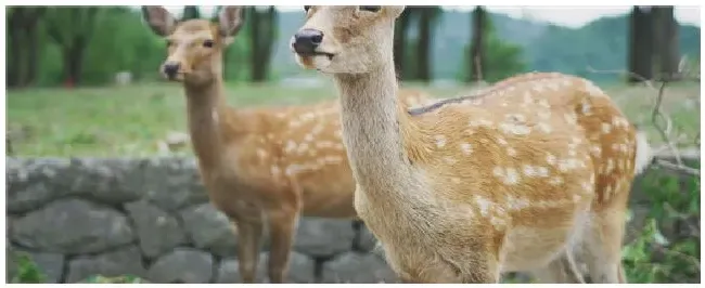 梅花鹿养殖 | 农业问题