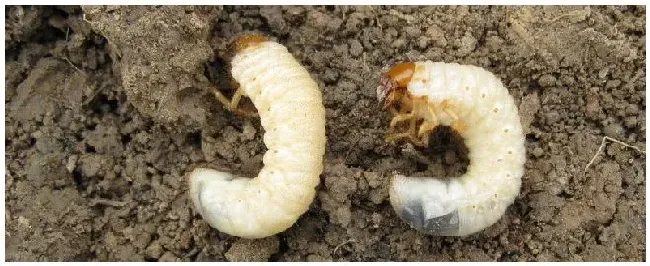 噻虫胺能否杀地下害虫 | 三农答疑