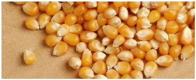 玉米种子包衣红色和蓝色区别 | 农业问题