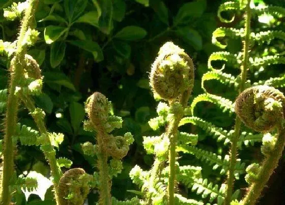 植物常识问题|植物分类有哪几大类 常见的植物可以分为哪几种类型