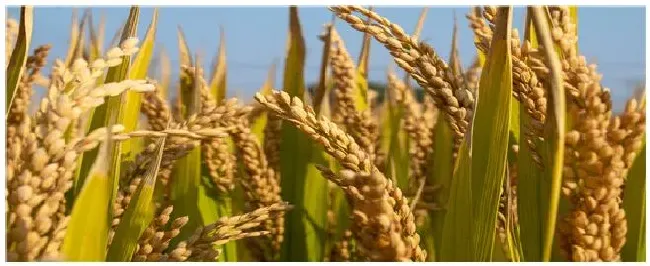 噻菌铜治什么病 | 三农问答
