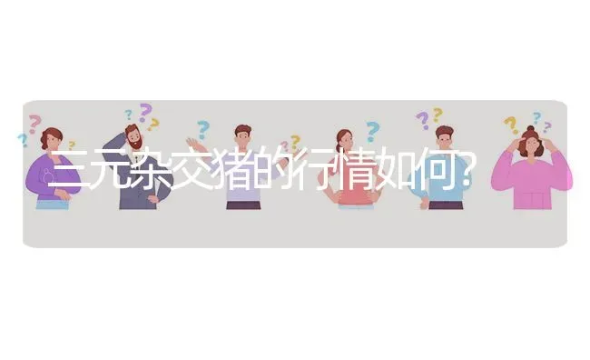 三元杂交猪的行情如何? | 养殖问题解答