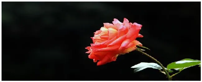 玫瑰花隔多久浇一次水 | 科普知识