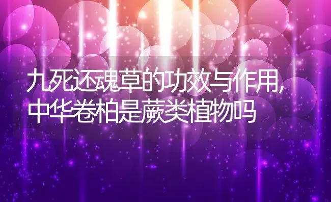 九死还魂草的功效与作用,中华卷柏是蕨类植物吗 | 养殖常见问题