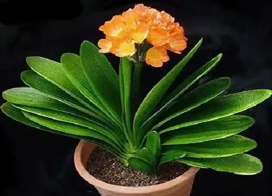 植物常识问题|君子兰养护需要满足什么条件很快长花苞