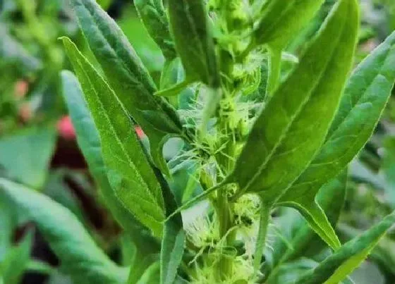 植物常识问题|莴笋叶和油麦菜的区别