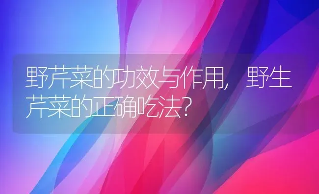 野芹菜的功效与作用,野生芹菜的正确吃法？ | 养殖常见问题