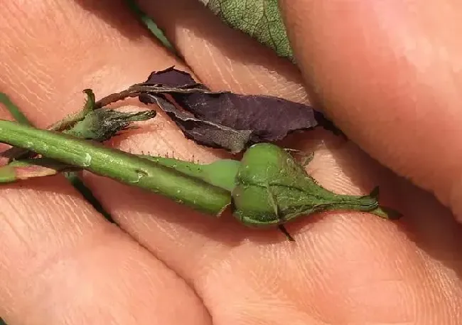 植物常识问题|月季花苞一直不开花怎么回事（打了花苞却开不出来花原因）