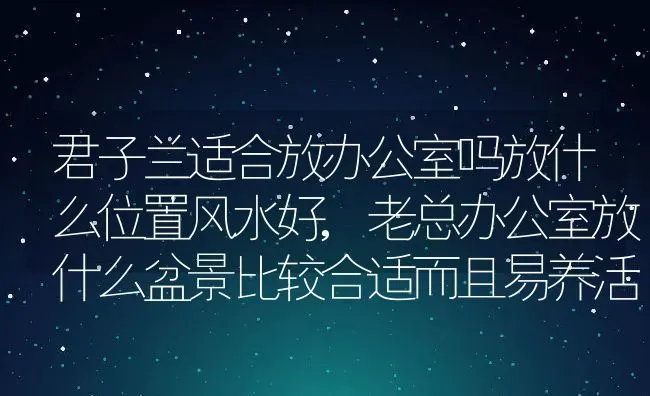 君子兰适合放办公室吗放什么位置风水好,老总办公室放什么盆景比较合适而且易养活？ | 养殖常见问题