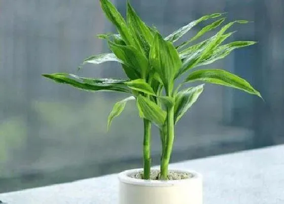 植物常识问题|家庭如何养富贵竹叶子浓绿富有光泽