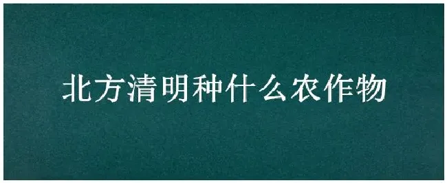 北方清明种什么农作物 | 农业答疑