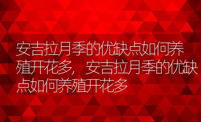 安吉拉月季的优缺点如何养殖开花多,安吉拉月季的优缺点如何养殖开花多 | 养殖常见问题