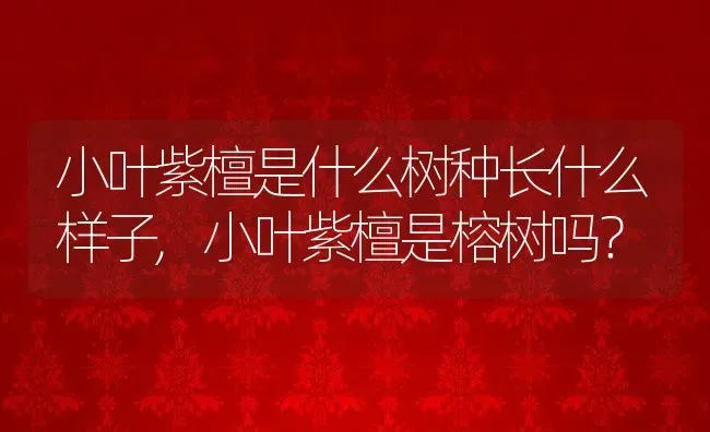 小叶紫檀是什么树种长什么样子,小叶紫檀是榕树吗？ | 养殖常见问题