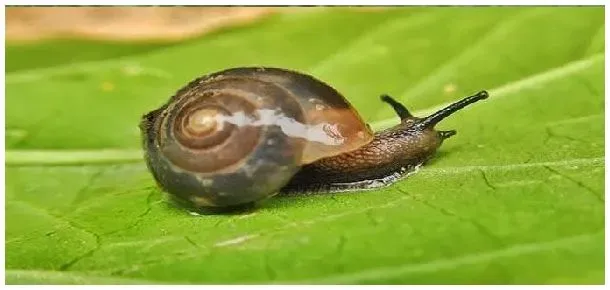 农家自制杀蜗牛的药 | 农业答疑