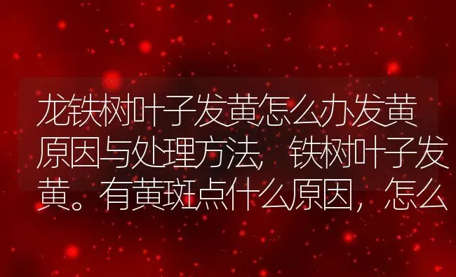 龙铁树叶子发黄怎么办发黄原因与处理方法,铁树叶子发黄。有黄斑点什么原因，怎么补救？ | 养殖常见问题