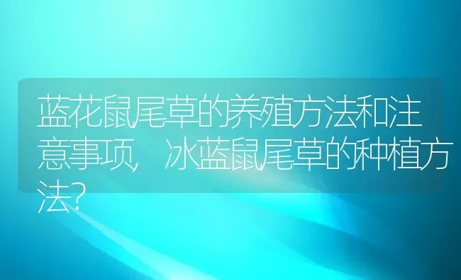 蓝花鼠尾草的养殖方法和注意事项,冰蓝鼠尾草的种植方法？ | 养殖常见问题