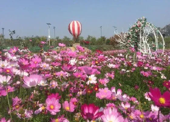 植物常识问题|格桑花有毒吗 格桑花的功效作用与禁忌