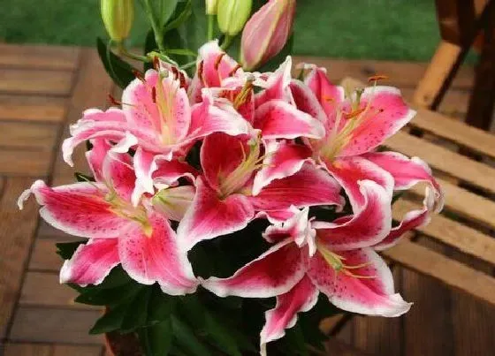 植物常识问题|百合花可以放在卧室吗 晚上睡觉放房间里对身体好吗