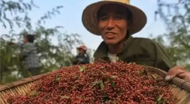 植物常识问题|怎样提高花椒种子发芽率（花椒怎么育苗容易发芽提高产量）