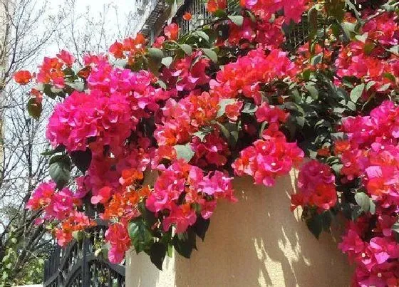 植物常识问题|三角梅如何管理株型紧凑饱满