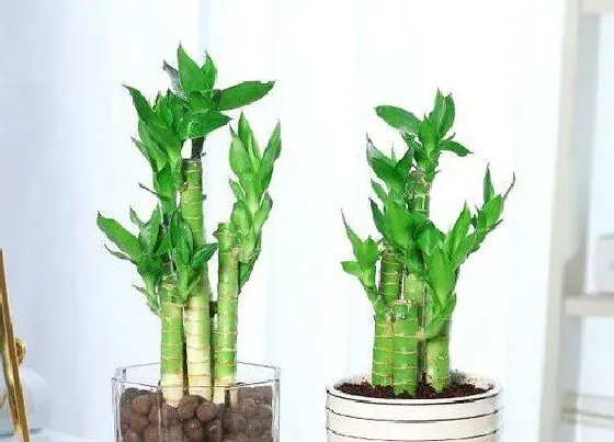 植物常识问题|家庭如何养富贵竹叶子浓绿富有光泽