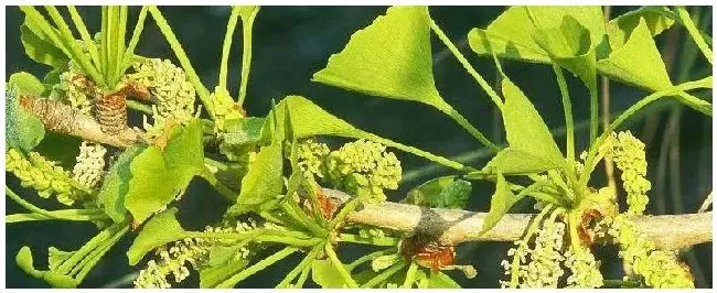 怎样使葡萄不落花落果 | 三农答疑