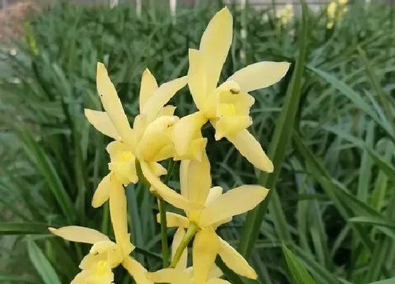 植物常识问题|养护兰花的时候如何防虫