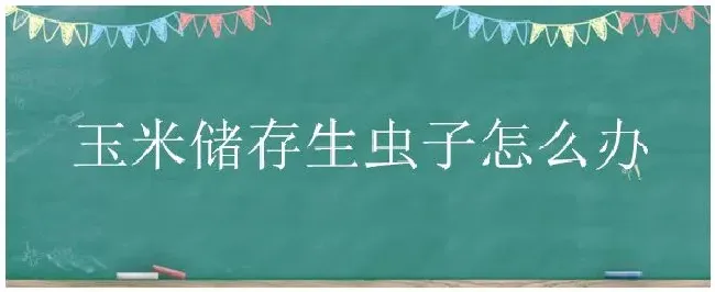 玉米储存生虫子怎么办 | 农业问题