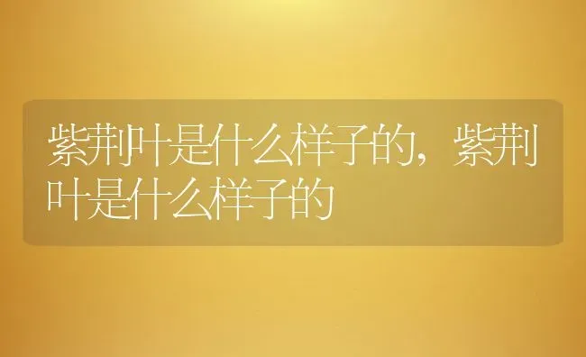 紫荆叶是什么样子的,紫荆叶是什么样子的 | 养殖常见问题