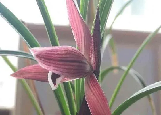 植物常识问题|哪些情况不要给兰花喷水