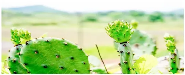 种植仙人掌注意事项 | 农业问题