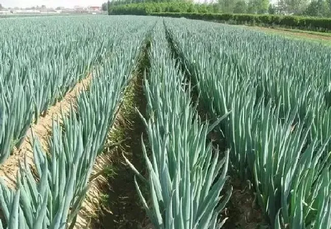 植物常识问题|种大葱用什么肥最好（栽种大葱施肥用什么肥料好）