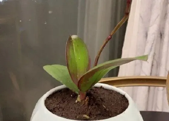植物常识问题|兰花一般都用什么肥料比较好
